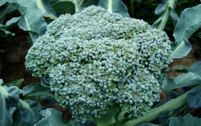 6 More Reasons To Eat Broccoli