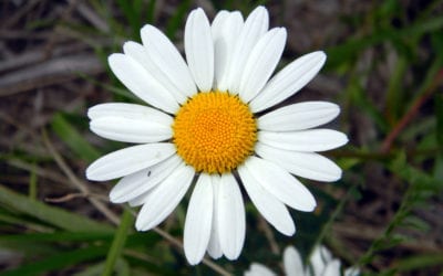 The Top 7 Less Known Benefits of Chamomile