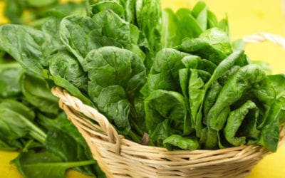 7 Benefits of Spinach – Popeye Was On To Something