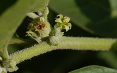 This Herb Will Give You Horse-Like Strength – Ashwagandha