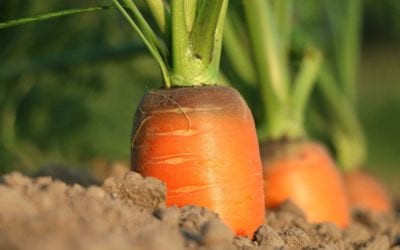 6 Benefits Of Carrots You Should Know