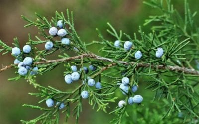 The Black Sheep Of Berries – Juniper’s Crazy Health Benefits